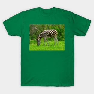 Zebra, Kruger National Park, South Africa T-Shirt